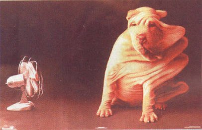 ventilatore per cani ventilatore per cani