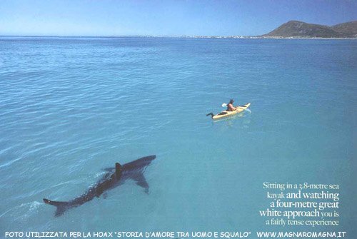 Enorme squalo si avvicina al kayak