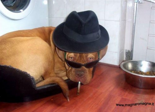 Metti un cappello da mafioso e una sigaretta in bocca (per scherzo) al tuo cane e avrai un boss come questo nella sua cuccia