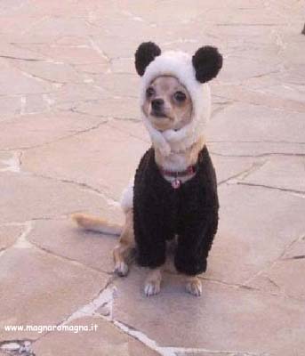 Simpatico contrasto: un cane che ha divelto il cartello di divieti per i cani. Che vadano a quel paese queste regole contro la categoria canina!