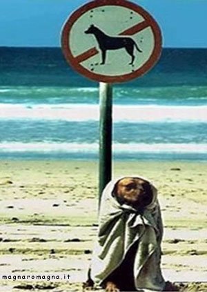 La spiaggia è vietata ai cani, recita il cartello. E allora come fare? Semplice, girare in incognito, come fa questo cane nascosto da un telo da mare