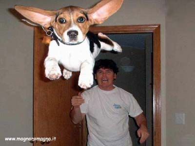 Chi ha scattato questa foto ha veramente colto l'attimo: il bassotto salta e fa un volo memorabile, chissà dove è atterato