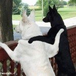 PPS Scherzi e Amicizia