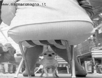 Cani, galleria 2 - foto buffe di cuccioli e amici a 4 zampe