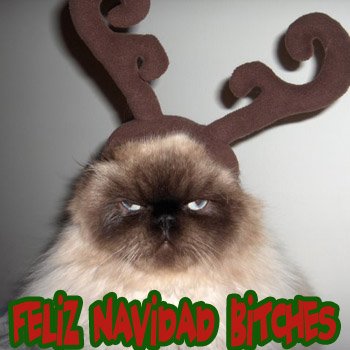 Gatto renna! Un paio di corna e questo batuffolo di pelo diventa natalizio. Ma non sembra convinto..