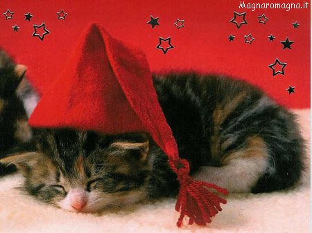 Natale, tempo di vacanze e grandi dormite al calduccio. Come questo micio natalizio!