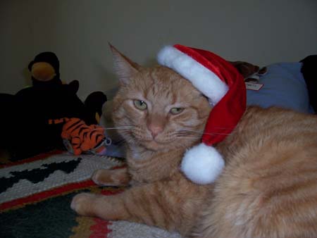 Come rendere natalizio il vostro gatto: un semplice cappello rosso et voila', ecco un il clima natalizio