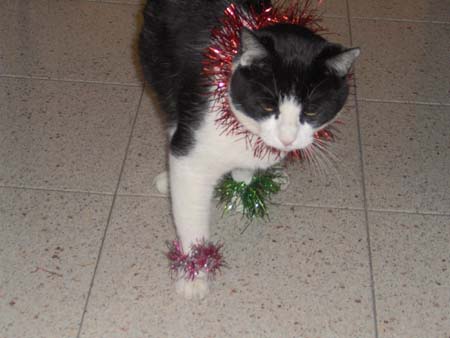 Non avete un cappello rosso per il vostro gatto? Potete addobbarlo con dei festoni di Natale!