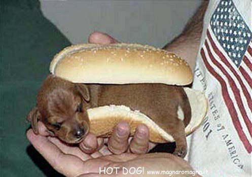 hotdog