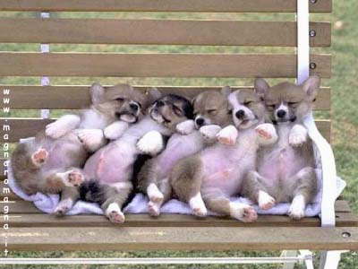 cuccioli sulla panchina