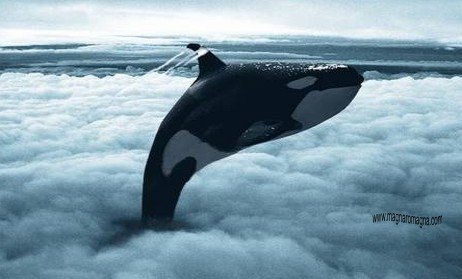 Pets, galleria 2 - fotomontaggi divertenti sugli animali