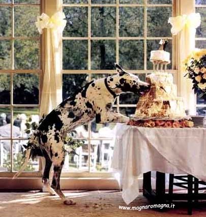 cane si mangia la torta