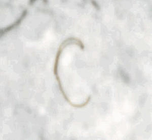 anomalia sasso luna ingrandito anomalia sasso luna ingrandito