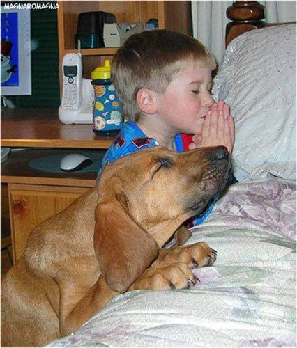 cane che prega con il bimbo