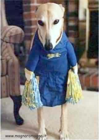 cane mascherato