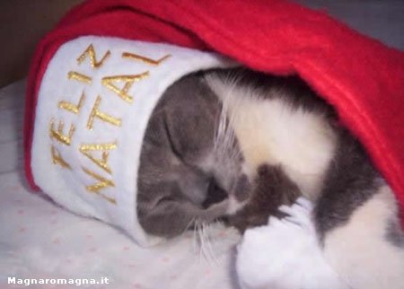 Feliz Natal. E sogni d'oro..