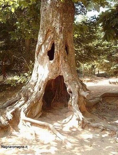 Albero a forma di mostro