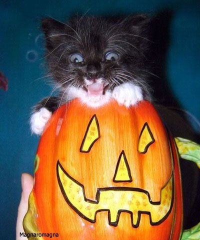 Scary kat!