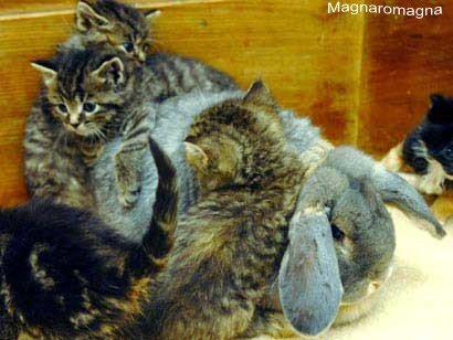 gattini con coniglio
