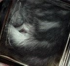 Bonsai Kitten - retro