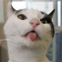 Gatto lecca finestra