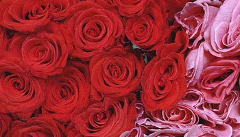 rose rosse