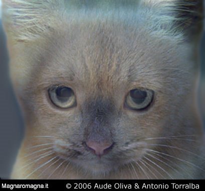 illusione ottica gatto cane