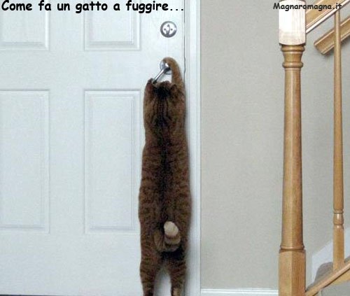 gatto che fugge