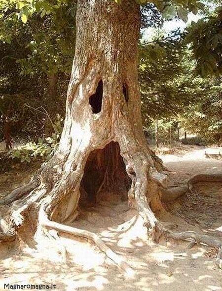 Un albero che sembra uno spettro: i buchi sembrano gli occhi e la bocca, e i rami storti sono le braccia: vedere questo albero durante la notte delle streghe deve fare un certo effetto!