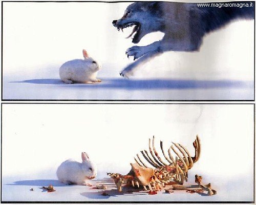 lotta contro il lupo