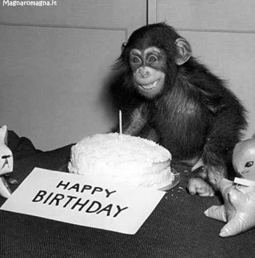 auguri scimmia!