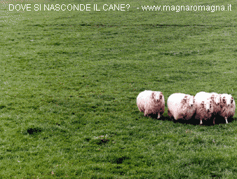 Dove si nasconde il cane? Fissa la seguente immagine del gregge per 30 secondi e scopri dove si trova il cane pastore.