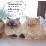 Cani e Gatti insieme
