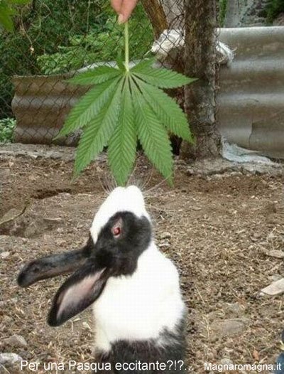 cibo per coniglietti..