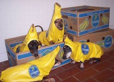 In america travestono anche i cani in occasione di halloween: questi indossano tutti un vestito da.. banana chiquita!