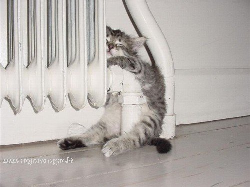 E' inverno, e' freddo, e questo simpatico gattino ha trovato il posto dove dormire: infilato dentro al termosifone. Che dritto! Aaaah, che bel calor