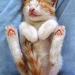 Gatti che dormono e tenere coccole