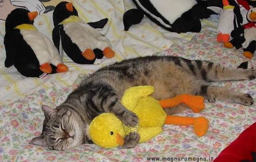 gatto-duck.jpg