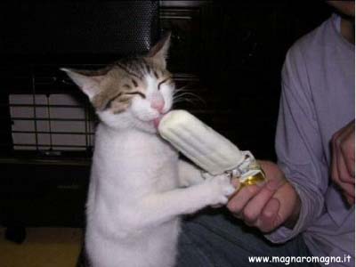 gatto-lecca-gelato.jpg
