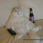 Gatti, galleria 3 - Foto buffe