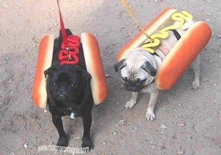 hotdog