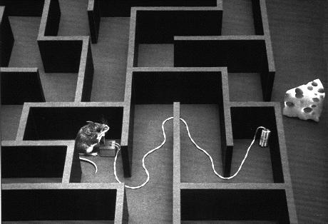 il topo e il labirinto