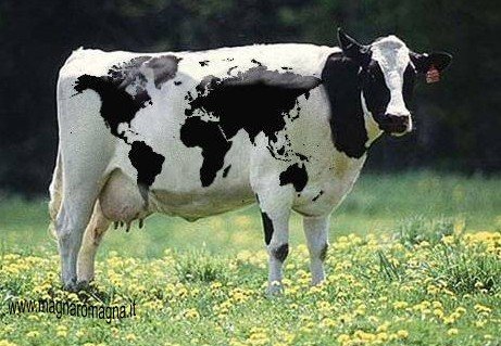 mucca & globalizzazione