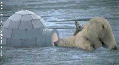 orso bianco nell'igloo