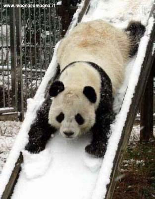 panda che gioca