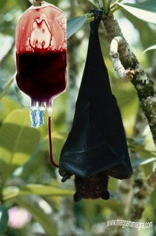 sogno del pipistrello