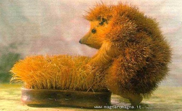 Quando manca la femmina.