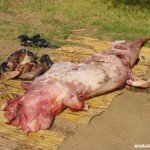 coccodrillo scuoiato senza pelle