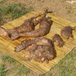 resti umani trovati nella pancia del coccodrillo