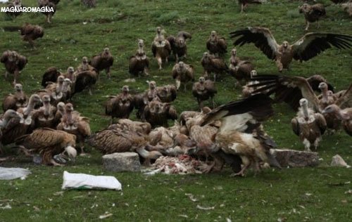 Avvoltoi sbranano cadavere durante rituale